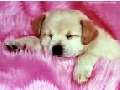 CHIC DOG foto 1